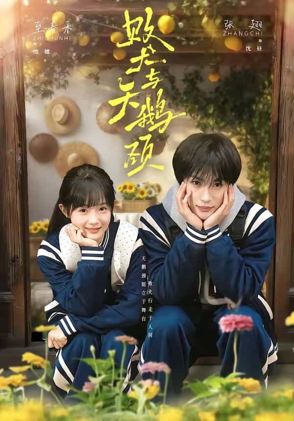 Tình yêu của thiên nga và kẻ thất bại (72 tập) Trương Sí & Chí Xuân Hòa
